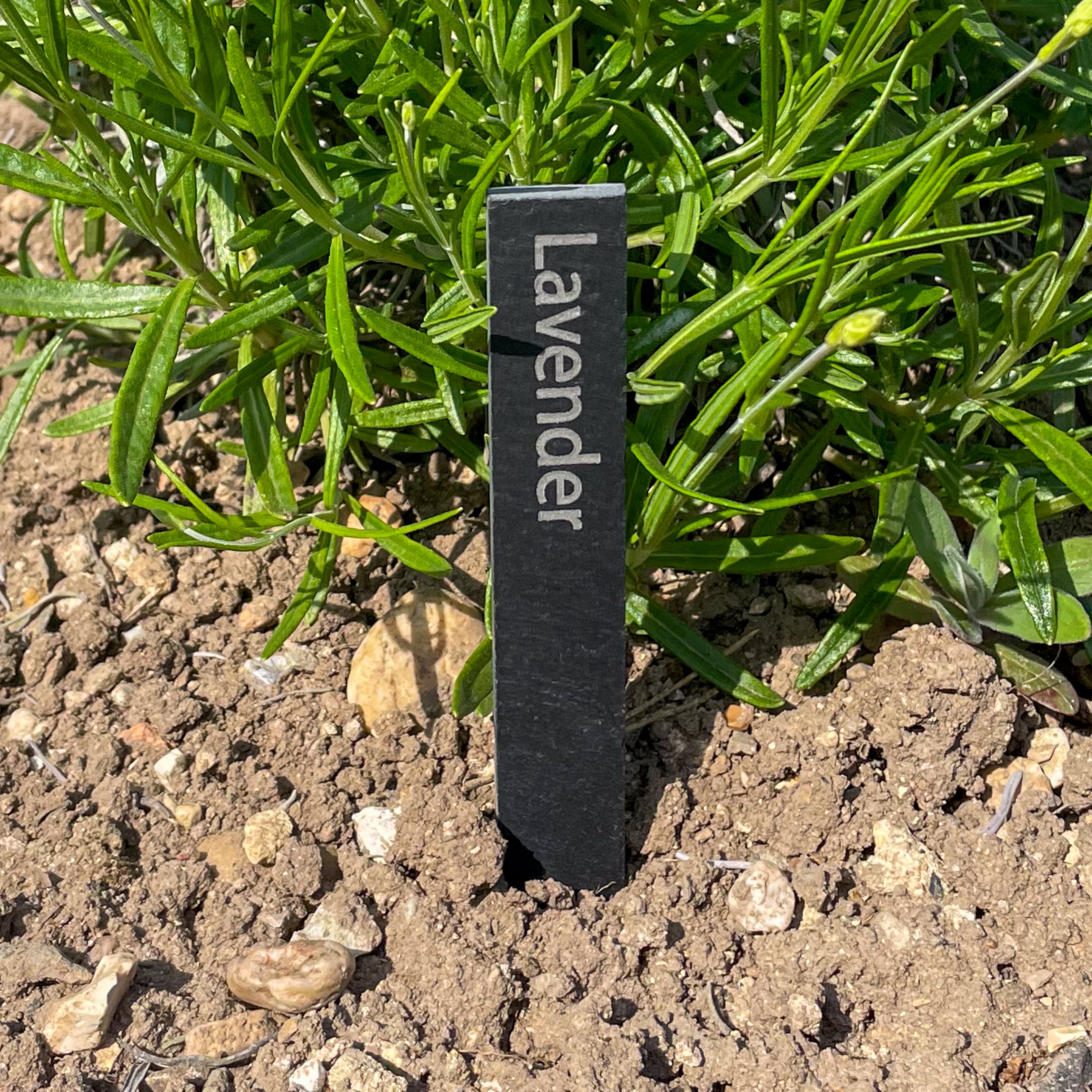 Slate Labels Personalised Slate Plant Label – Red Shark Design